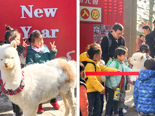 kaiyun开云官方在线入口幼儿园开展“我和羊驼交朋友”亲近自然互动体验活动